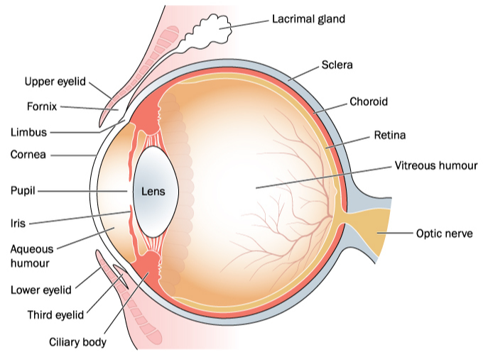 Diagram of Human Eye