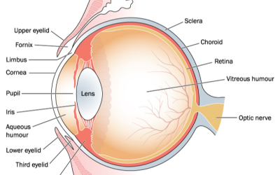 Diagram of Human Eye